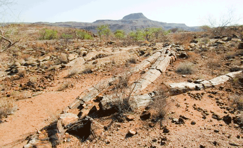 Petrified Forrest Namibia
